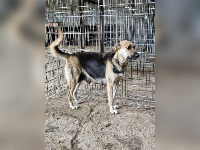 NINA - Herzenshündin sucht dringend liebevolles Zuhause oder Pflegestelle