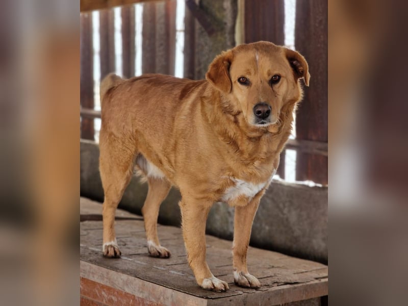 GROGU - freundlicher Rüde ist bereit die Welt zu erkunden