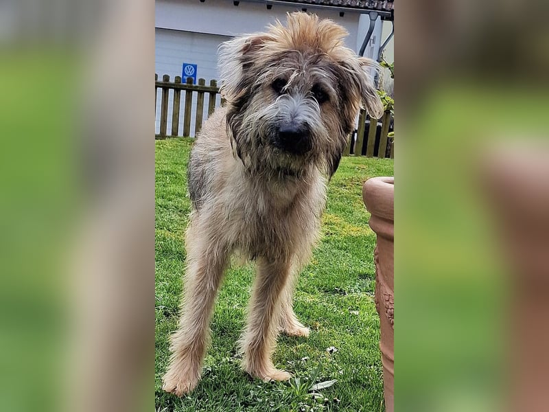 TUCKER - Freundlicher, neugieriger Rüde sucht erfahrene Menschen