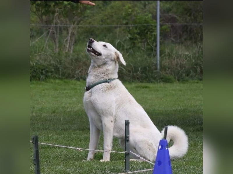 WHITY - hünbsche Hündin sucht erfahrene Menschen