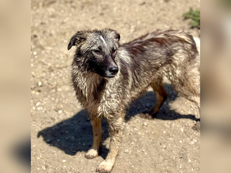 LARRY - Fröhlicher Kerl sucht Familie für gemeinsame Abenteuer