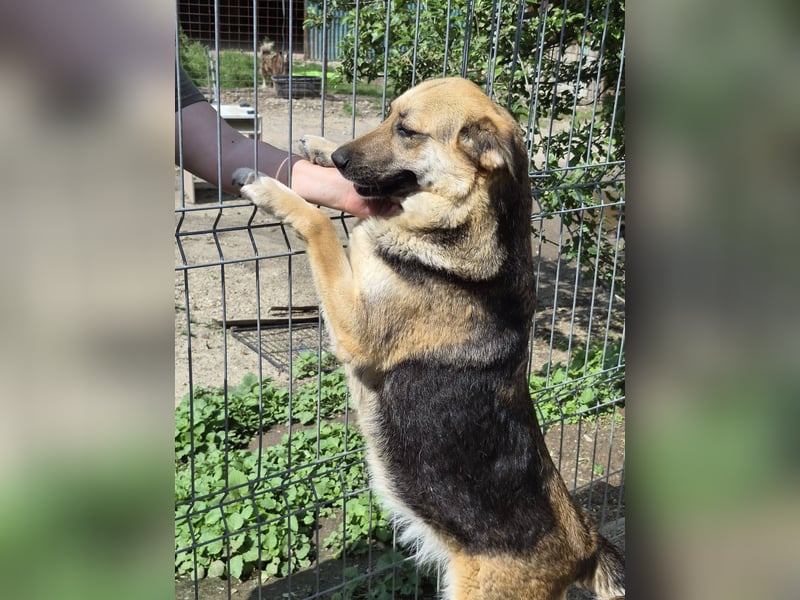 NINA - Herzenshündin sucht dringend liebevolles Zuhause oder Pflegestelle