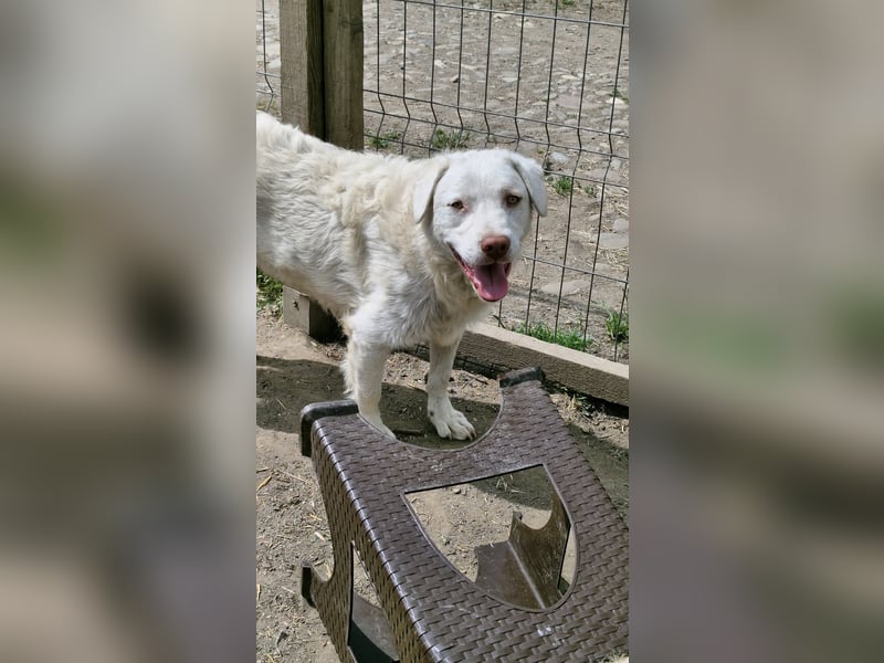 BOM - wann verliebt sich endlich jemand in den tollen Bub?