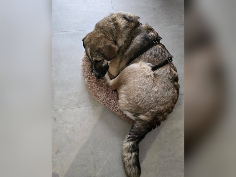 NOROC - Freundlicher Rüde in 84416 Taufkirchen sucht Menschen mit Herz