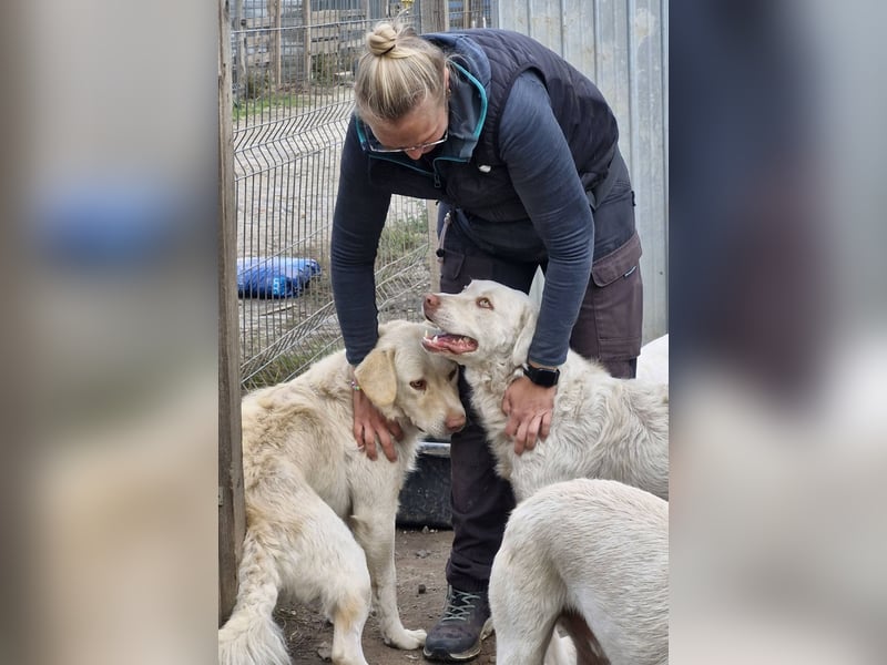 BIM - Traumhund sucht Traumzuhause