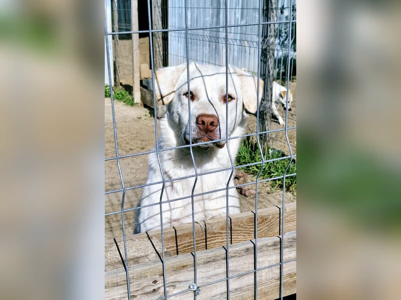 BAM - verspielter Bub sucht Familie für Abenteuer