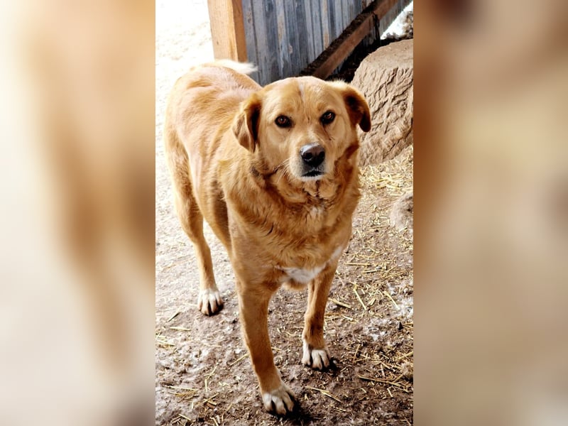 GROGU - freundlicher Rüde ist bereit die Welt zu erkunden