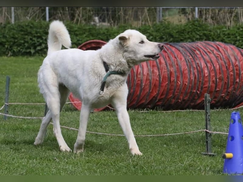 WHITY - hünbsche Hündin sucht erfahrene Menschen