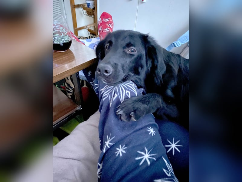 Aktiver Rollo sucht liebevolle und konsequente Menschen