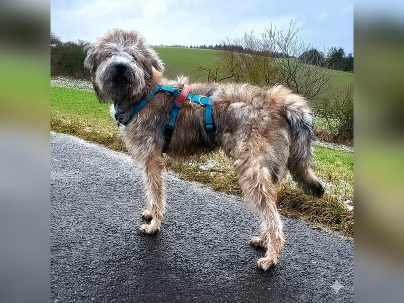 TUCKER - Freundlicher, neugieriger Rüde sucht erfahrene Menschen