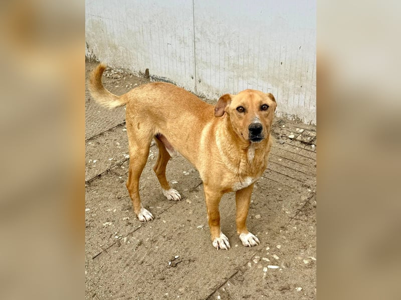 LORD NELSON - Liebenswerter Kämpfer sucht seine Familie um endlich ins Leben zu starten