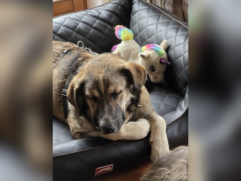 NOROC - Freundlicher Rüde in 84416 Taufkirchen sucht Menschen mit Herz