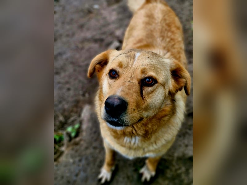 GROGU - freundlicher Rüde ist bereit die Welt zu erkunden