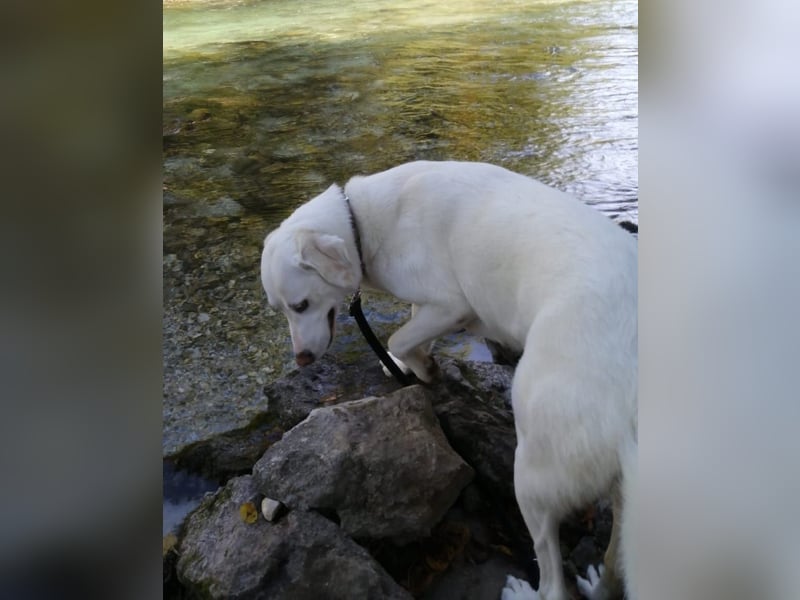 WHITY - hünbsche Hündin sucht erfahrene Menschen