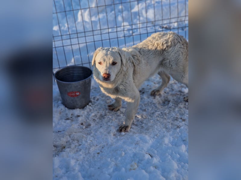 BOM - wann verliebt sich endlich jemand in den tollen Bub?