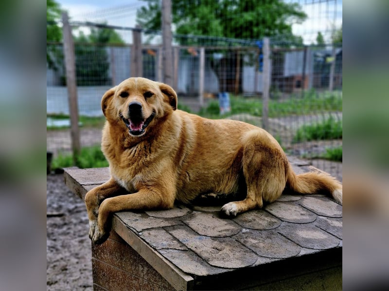 GROGU, ca 60cm bereit die Welt zu erkunden