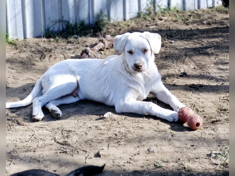BAM - verspielter Bub sucht Familie für Abenteuer