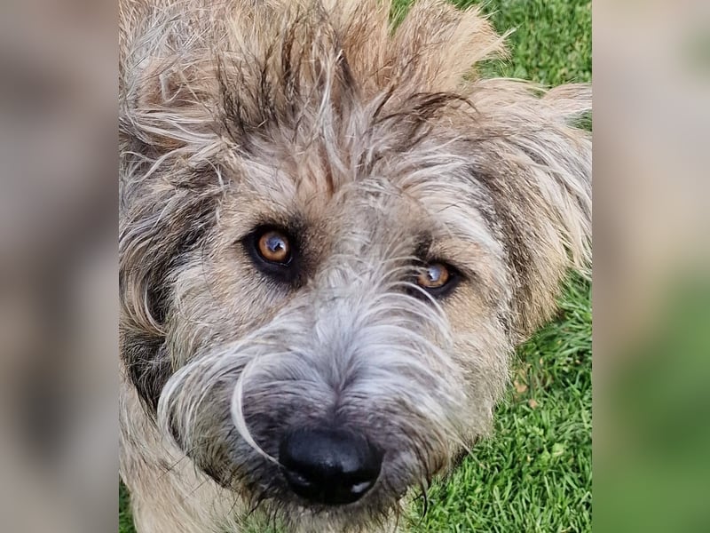 TUCKER - Freundlicher, neugieriger Rüde sucht erfahrene Menschen