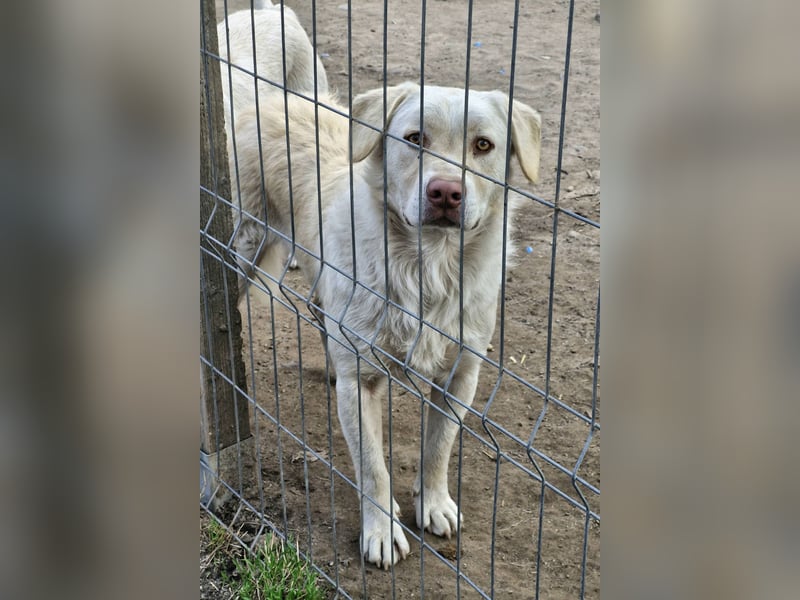 BIM - Traumhund sucht Traumzuhause