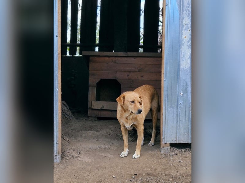 GROGU, ca 60cm bereit die Welt zu erkunden