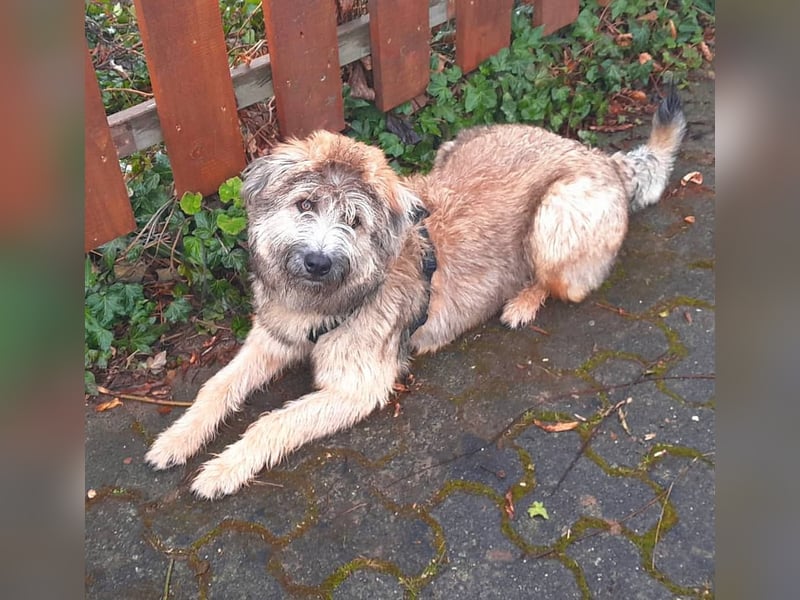 TUCKER - Freundlicher, neugieriger Rüde sucht erfahrene Menschen