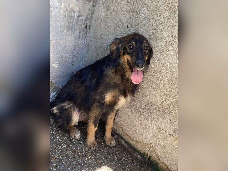 Mojo – ein Junghund zum Verlieben