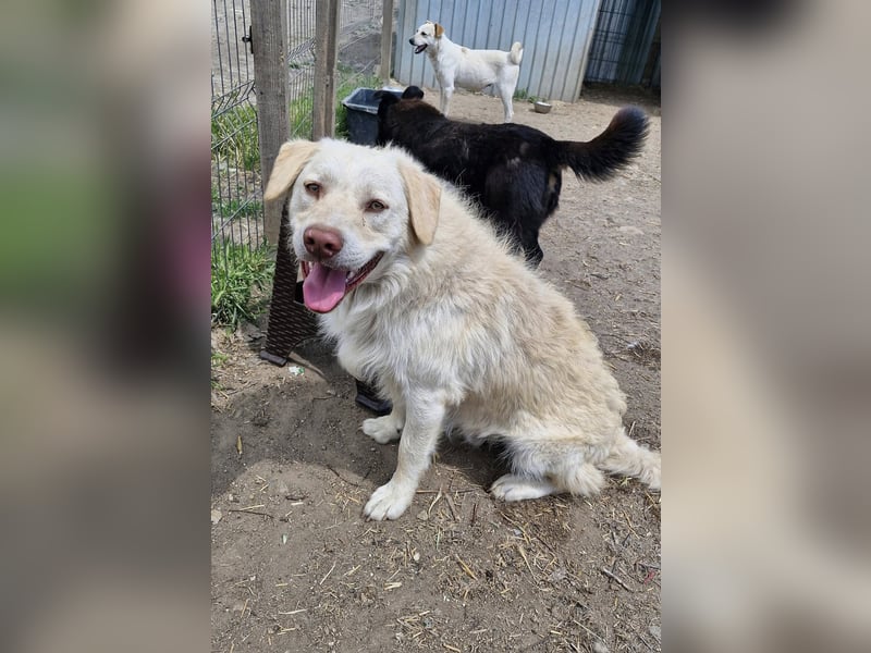 BIM - Traumhund sucht Traumzuhause