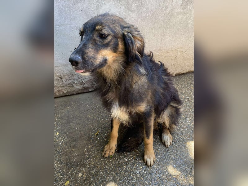 Mojo – ein Junghund zum Verlieben