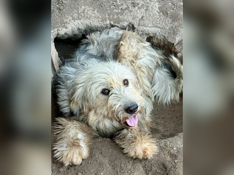 IZARO - Herzenshund wartet sehnlich auf seine Familie