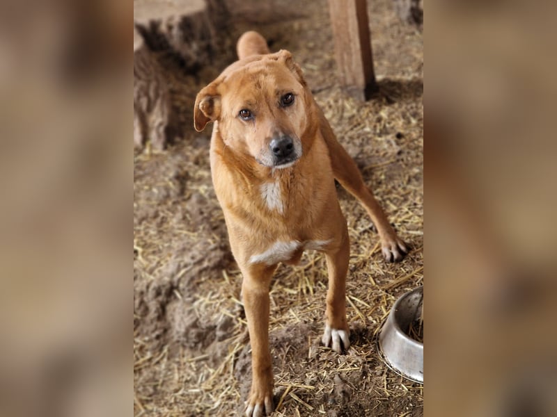 NANACHI - Liebenswertes Powerpaket sucht aktive Menschen