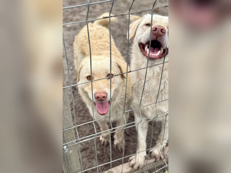 BIM - Traumhund sucht Traumzuhause