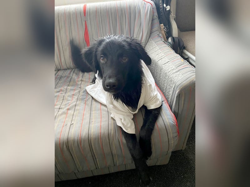 Aktiver Rollo sucht liebevolle und konsequente Menschen