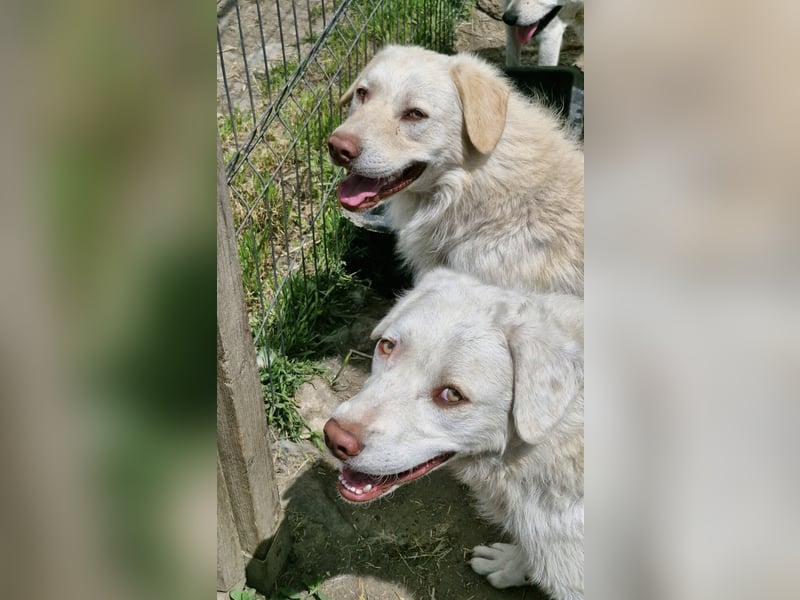 BIM - Traumhund sucht Traumzuhause