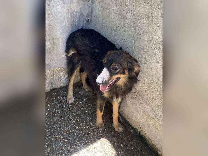 Mojo – ein Junghund zum Verlieben