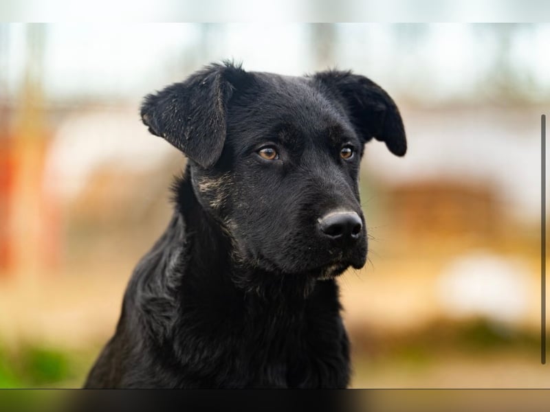 Casper wer schenkt mir ein Zuhause