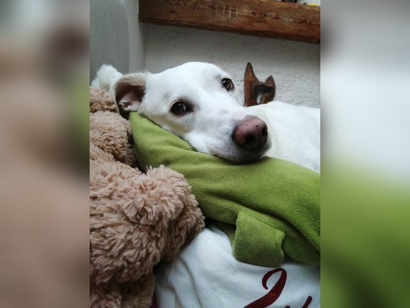 WHITY - hünbsche Hündin sucht erfahrene Menschen