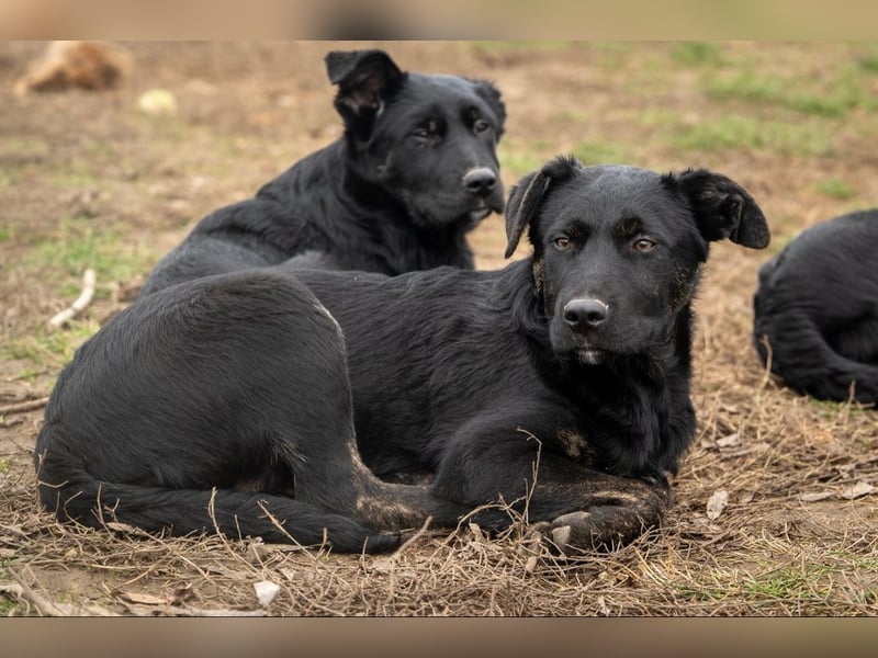 Casper wer schenkt mir ein Zuhause