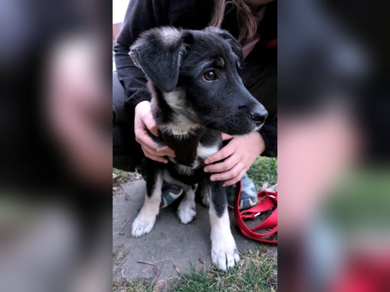 Sio, Bruder von Sally und Sully sucht auch seine Familie