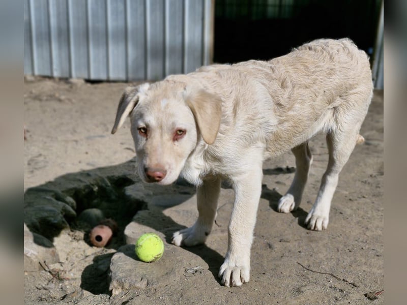 BIM - Traumhund sucht Traumzuhause