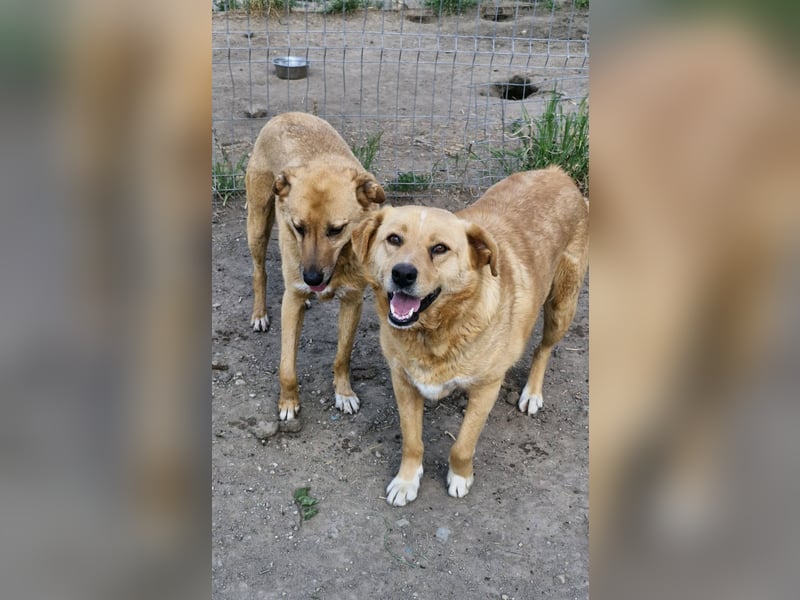 GROGU - freundlicher Rüde ist bereit die Welt zu erkunden