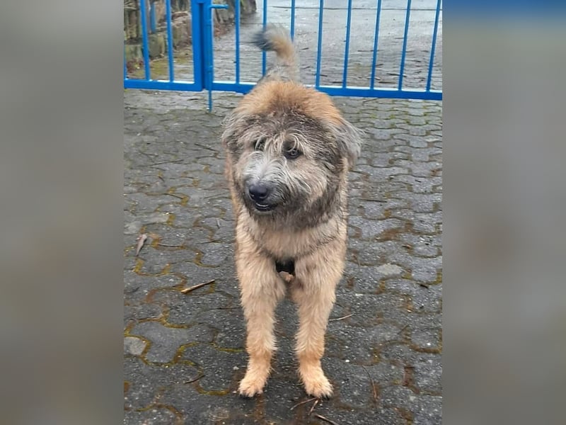 TUCKER - Freundlicher, neugieriger Rüde sucht erfahrene Menschen