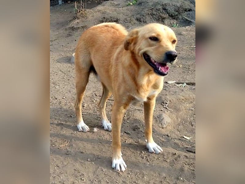GROGU, ca 60cm bereit die Welt zu erkunden