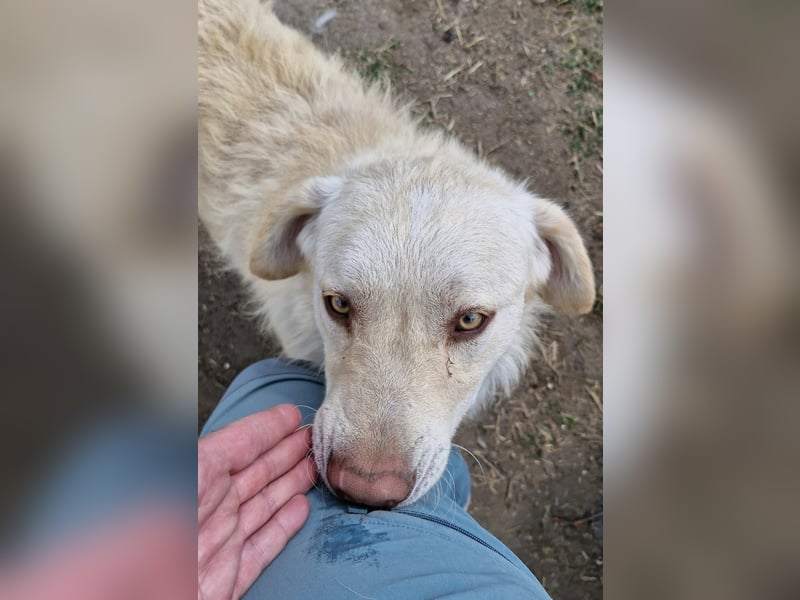 BIM - Traumhund sucht Traumzuhause