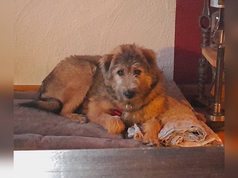 TUCKER - Freundlicher, neugieriger Rüde sucht erfahrene Menschen