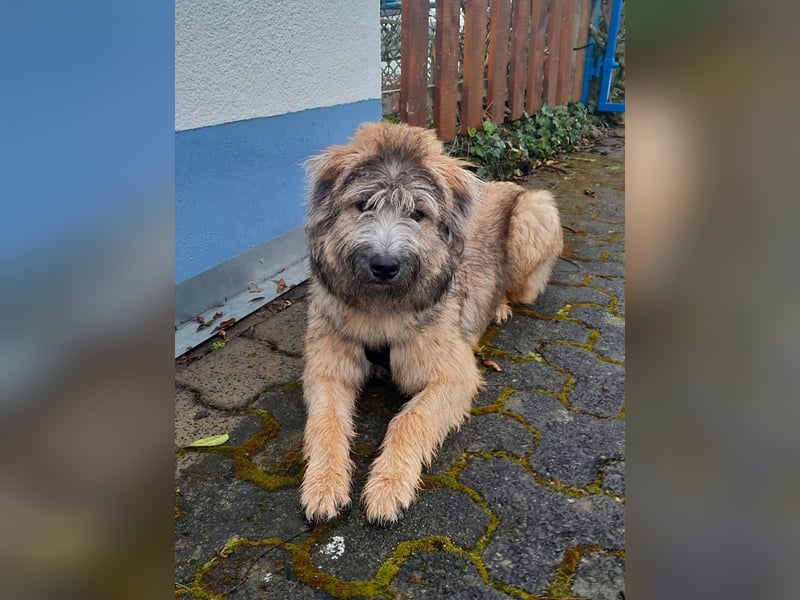 TUCKER - Freundlicher, neugieriger Rüde sucht erfahrene Menschen