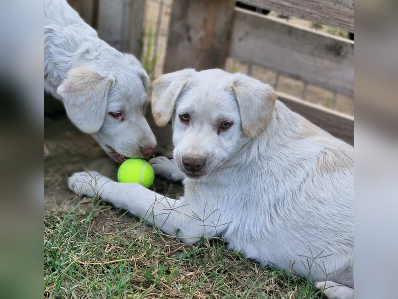 BAM - verspielter Bub sucht Familie für Abenteuer