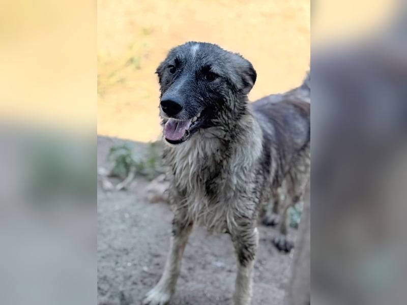 LARRY - Fröhlicher Kerl sucht Familie für gemeinsame Abenteuer
