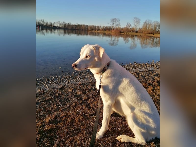 WHITY - hünbsche Hündin sucht erfahrene Menschen