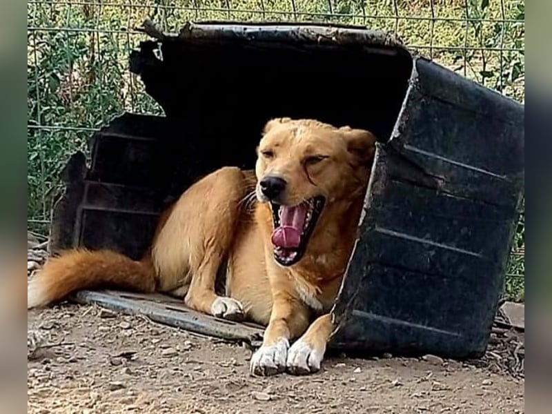 GROGU, ca 60cm bereit die Welt zu erkunden