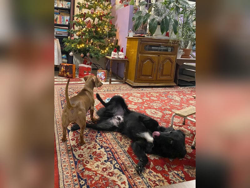 Aktiver Rollo sucht liebevolle und konsequente Menschen